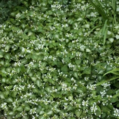 WILLEMSE FRANCE - Lamier maculé album - le pot / ø 9cm, vendu par lot de 2