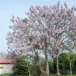 WILLEMSE FRANCE - L'arbre impérial - paulownia - le pot / 2l / hauteur livrée 35-50cm, vendu par lot de 2