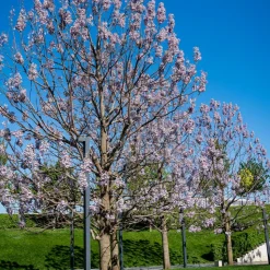 WILLEMSE FRANCE - L'arbre impérial - paulownia - le pot / 2l / hauteur livrée 35-50cm, vendu par lot de 2
