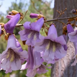 WILLEMSE FRANCE - L'arbre impérial - paulownia - le pot / 2l / hauteur livrée 35-50cm, vendu par lot de 2