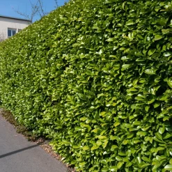 WILLEMSE FRANCE - Laurier cerise - le pot / ø 9cm / hauteur livrée 30-40cm, vendu par lot de 4