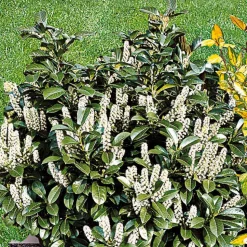 WILLEMSE FRANCE - Laurier cerise - le pot / ø 9cm / hauteur livrée 30-40cm, vendu par lot de 4