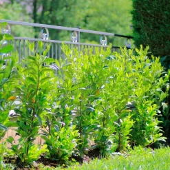 WILLEMSE FRANCE - Laurier cerise - le pot / ø 9cm / hauteur livrée 30-40cm, vendu par lot de 4