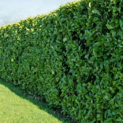 WILLEMSE FRANCE - Laurier cerise - le pot / ø 9cm / hauteur livrée 30-40cm, vendu par lot de 2