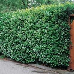 WILLEMSE FRANCE - Laurier cerise - le pot / ø 9cm / hauteur livrée 30-40cm, vendu par lot de 2