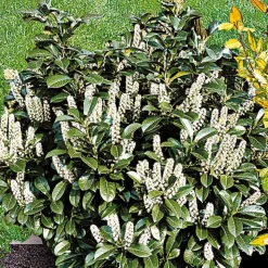 WILLEMSE FRANCE - Laurier-cerise etna - le pot / 1.5l / hauteur livrée 30-40cm, vendu par lot de 2