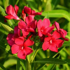 WILLEMSE FRANCE - Laurier-rose rouge - le pot / ø 10cm / hauteur livrée 20-25cm, vendu par lot de 2