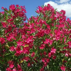 WILLEMSE FRANCE - Laurier-rose rouge - le pot / ø 10cm / hauteur livrée 20-25cm, vendu par lot de 2