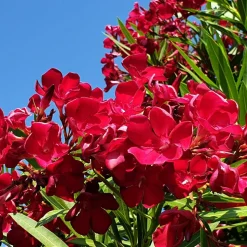 WILLEMSE FRANCE - Laurier-rose rouge - le pot / ø 10cm / hauteur livrée 20-25cm, vendu par lot de 2