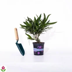 WILLEMSE FRANCE - Laurier-rose rouge - le pot / ø 10cm / hauteur livrée 20-25cm, vendu par lot de 2