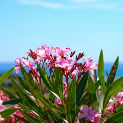 WILLEMSE FRANCE - Laurier-rose - le pot / ø 10cm / hauteur livrée 20-25cm, vendu par lot de 2