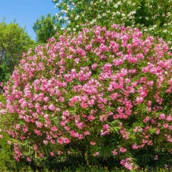 WILLEMSE FRANCE - Laurier-rose - le pot / ø 10cm / hauteur livrée 20-25cm, vendu par lot de 2