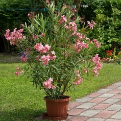 WILLEMSE FRANCE - Laurier-rose - le pot / ø 10cm / hauteur livrée 20-25cm, vendu par lot de 2