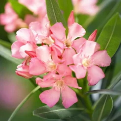 WILLEMSE FRANCE - Laurier-rose - le pot / ø 10cm / hauteur livrée 20-25cm, vendu par lot de 2