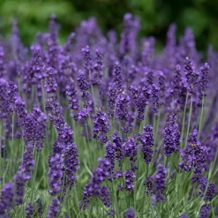 WILLEMSE FRANCE - Lavande vraie hidcote - le pot / ø 9cm, vendu par lot de 2