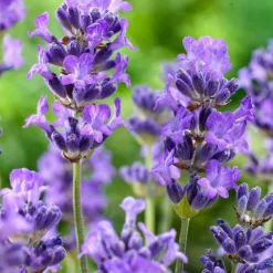 WILLEMSE FRANCE - Lavande vraie hidcote - le pot / ø 9cm, vendu par lot de 2