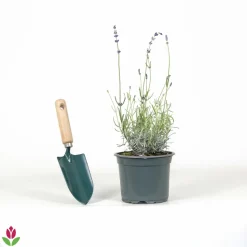 WILLEMSE FRANCE - Lavande vraie hidcote - le pot / ø 9cm, vendu par lot de 2