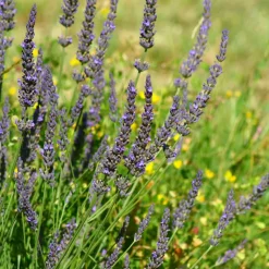 WILLEMSE FRANCE - Lavande de grasse - le pot / 8cm / hauteur livrée 5-10cm, vendu par lot de 2