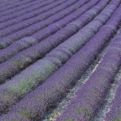 WILLEMSE FRANCE - Lavande de grasse - le pot / 8cm / hauteur livrée 5-10cm, vendu par lot de 2