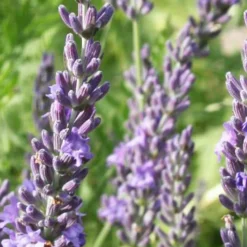 WILLEMSE FRANCE - Lavande de grasse - le pot / 8cm / hauteur livrée 5-10cm, vendu par lot de 2