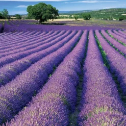 WILLEMSE FRANCE - Lavande de grasse - le pot / 8cm / hauteur livrée 5-10cm, vendu par lot de 2