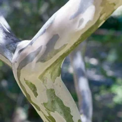 WILLEMSE FRANCE - Lilas des indes petit pink - le pot / ø 9cm / hauteur livrée 20-25cm, vendu par lot de 2