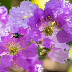 WILLEMSE FRANCE - Lilas des indes violet - le pot / ø 9cm, vendu par lot de 2