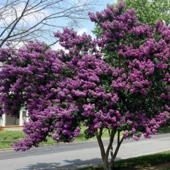 WILLEMSE FRANCE - Lilas des indes violet - le pot / ø 9cm, vendu par lot de 4