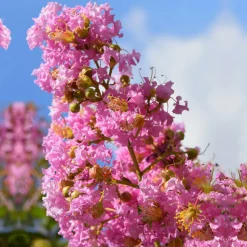 WILLEMSE FRANCE - Lilas des indes rose - le pot / ø 9cm / hauteur livrée 20-25cm, vendu par lot de 2