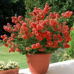 WILLEMSE FRANCE - Lilas des indes rouge - le pot / ø 9cm, vendu par lot de 2