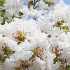 WILLEMSE FRANCE - Lilas des indes blanc - le pot / ø 15cm / hauteur livrée 20-25cm, vendu par lot de 2