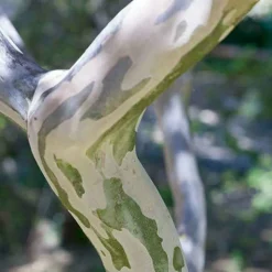 WILLEMSE FRANCE - Lilas des indes blanc - le pot / ø 15cm / hauteur livrée 20-25cm, vendu par lot de 2