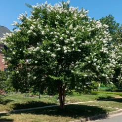 WILLEMSE FRANCE - Lilas des indes blanc - le pot / ø 15cm / hauteur livrée 20-25cm, vendu par lot de 2