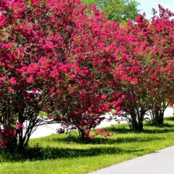 WILLEMSE FRANCE - Lilas des indes rouge - le pot / ø 15cm / hauteur livrée 20-25cm, vendu par lot de 2