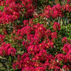 WILLEMSE FRANCE - Lilas des indes rouge - le pot / ø 15cm / hauteur livrée 20-25cm, vendu par lot de 2