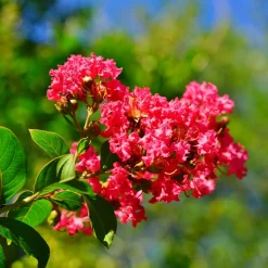 WILLEMSE FRANCE - Lilas des indes rouge - le pot / ø 9cm, vendu par lot de 4