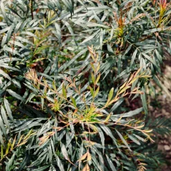 WILLEMSE FRANCE - Mahonia confusa narihira - le godet / ø 9cm