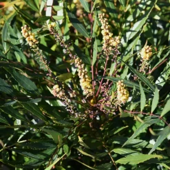 WILLEMSE FRANCE - Mahonia confusa narihira - le godet / ø 9cm
