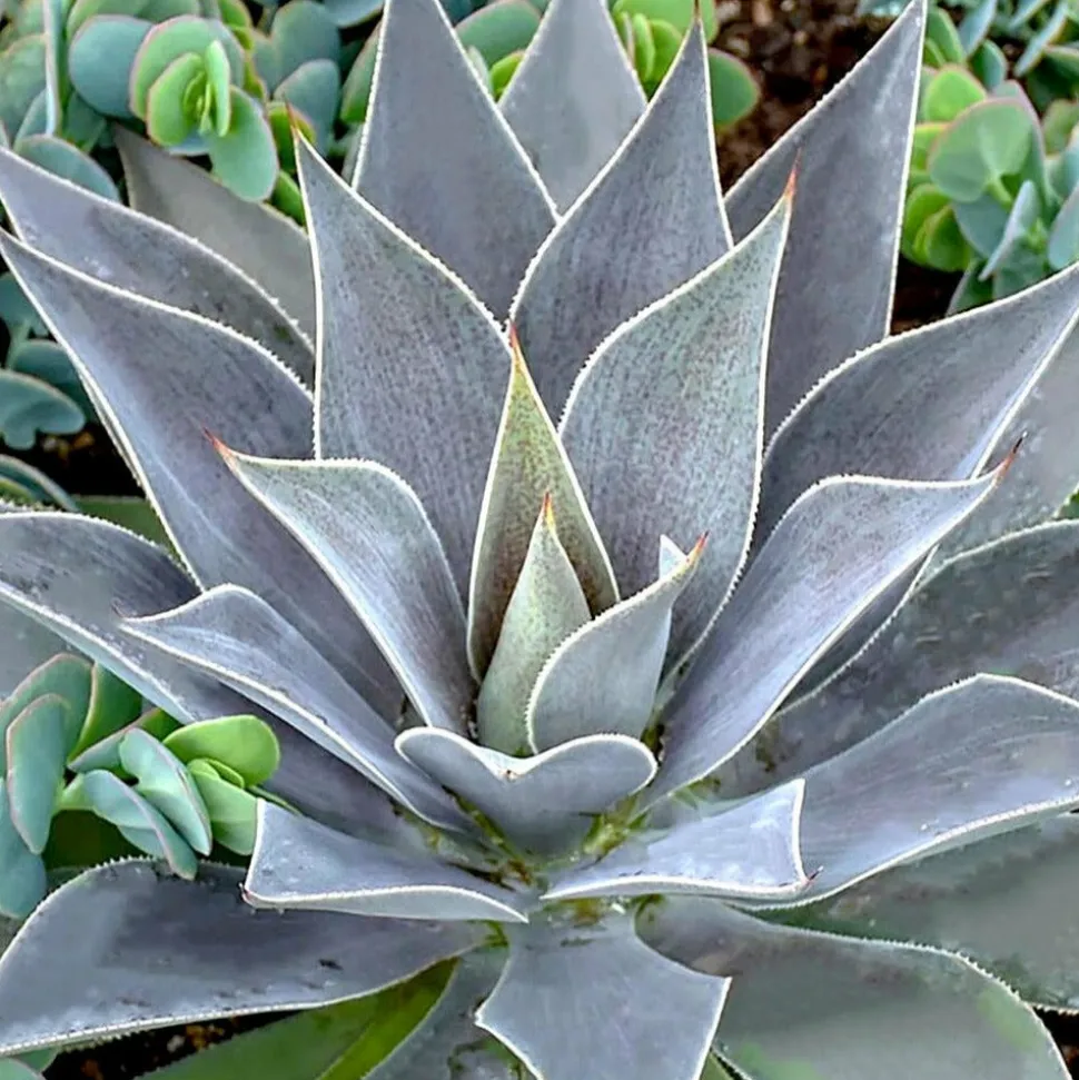 WILLEMSE FRANCE - Mangave lavender lady - le pot / ø 11cm, vendu par lot de 2