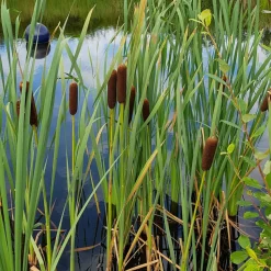WILLEMSE FRANCE - Massette de laxmann - le pot / ø 9cm