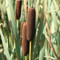 WILLEMSE FRANCE - Massette de laxmann - le pot / ø 9cm