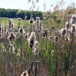 WILLEMSE FRANCE - Massette de laxmann - le pot / ø 9cm