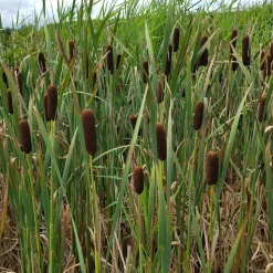 WILLEMSE FRANCE - Massette de laxmann - le pot / ø 9cm