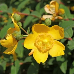 WILLEMSE FRANCE - Millepertuis arbustif - le pot / ø 9cm / hauteur livrée 15-20cm, vendu par lot de 2