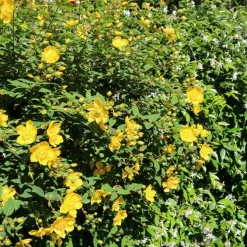 WILLEMSE FRANCE - Millepertuis arbustif - le pot / ø 9cm / hauteur livrée 15-20cm, vendu par lot de 2