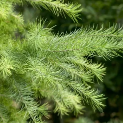 WILLEMSE FRANCE - Mélèze du japon - le pot / 2l / hauteur livrée 80-100cm, vendu par lot de 2