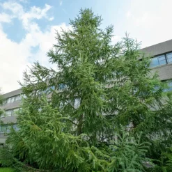 WILLEMSE FRANCE - Mélèze du japon - le pot / 2l / hauteur livrée 80-100cm, vendu par lot de 2