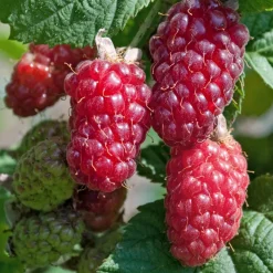 WILLEMSE FRANCE - Mûre-framboise tayberry - la pièce en racine nue, vendu par lot de 2