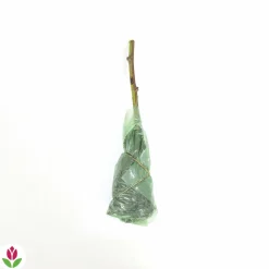 WILLEMSE FRANCE - Mûre-framboise tayberry - la pièce en racine nue