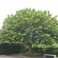 WILLEMSE FRANCE - Mûrier à grandes feuilles - le pot / 2l / hauteur livrée 125-150cm